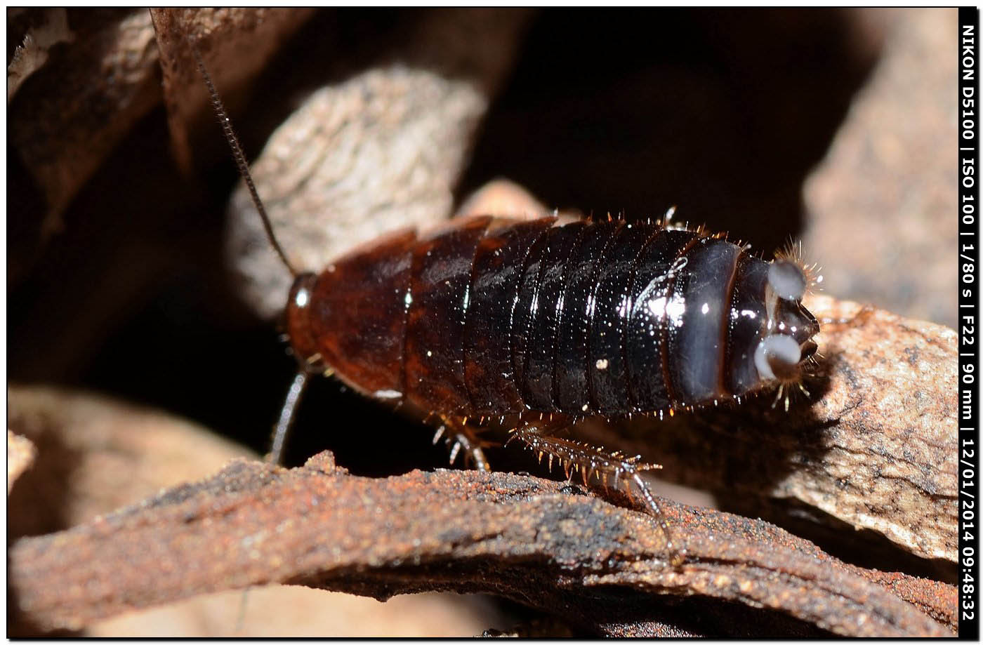 Loboptera decipiens (Germar, 1817)